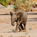 Desert Elephant Conservation - Family Trip